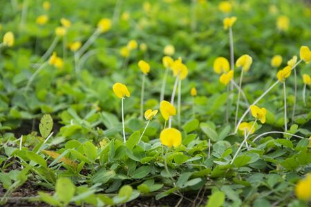Pinto Peanut Lawn Ground cover by plant as Background and Texture. Yellow flowers field.の写真素材