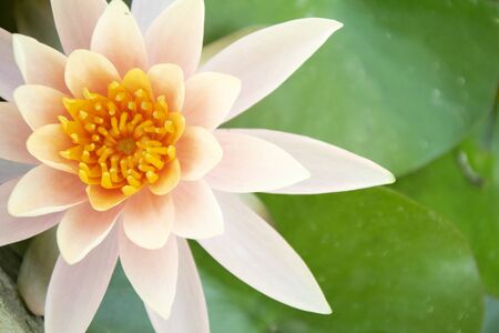 Lotus flower with green leaf backgroundの写真素材