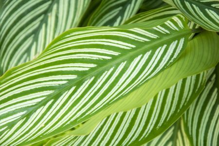 Green leaves texture background