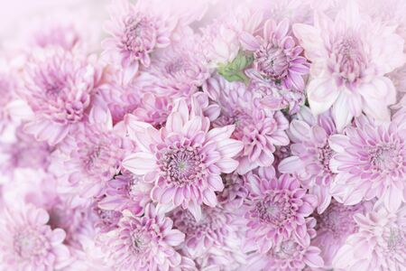 Beautiful pink chrysanthemum flowers backgroundの写真素材