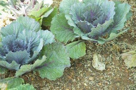 Fresh lettuce growing in Vegetable gardenの写真素材