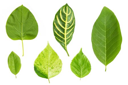 set of green leaf isolated on white backgroundの写真素材