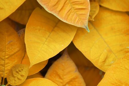 autumn Leaves. Fresh red leaf background. Leaves color change.の写真素材