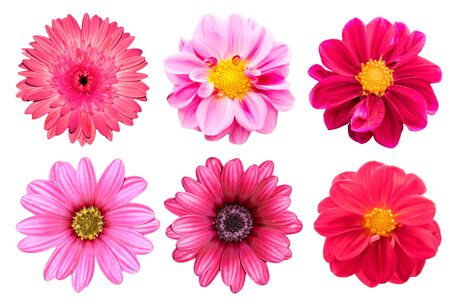 collection pink flower isolated on white backgroundの写真素材