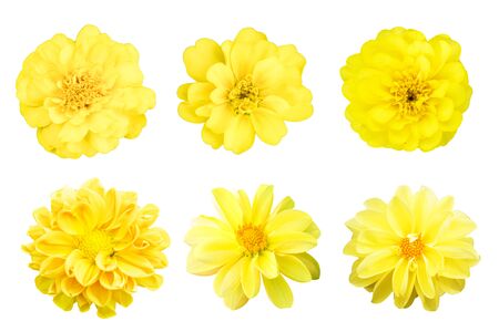 collection Yellow chrysanthemum isolated on white backgroundの写真素材