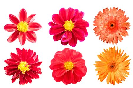 collection red chrysanthemum isolated on white backgroundの写真素材