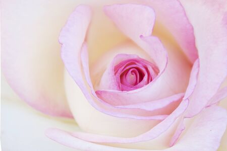 Defocused pink rose flower background.の写真素材