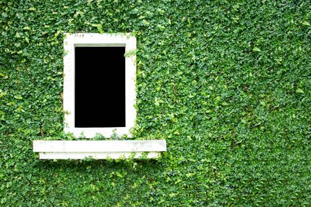 Natural green leaf grass cover wall with white window backgroundの写真素材