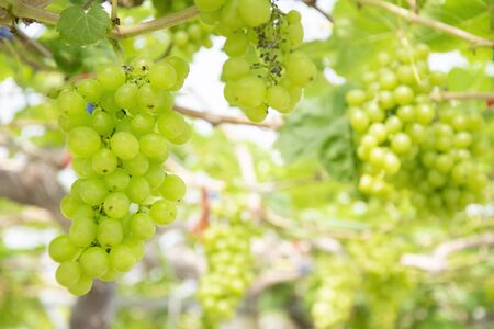 Bunch of green grapes on grapevine in vineyard.の写真素材