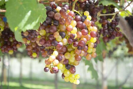 Bunch of green grapes on grapevine in vineyard.の写真素材