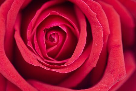Defocused red rose flower background.の写真素材