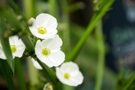 white flowers in the gardenの写真素材