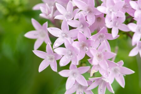 Purple flowers in the garden.の写真素材