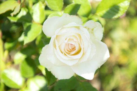 White rose with green leaves.の写真素材