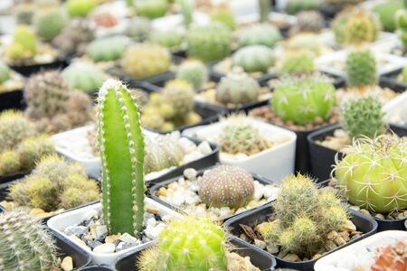 mixed Succulents or cactus background. Small Cactus in Pots to be Sold.の写真素材