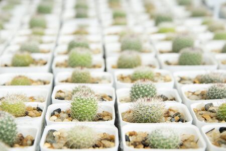 mixed Succulents or cactus background. Small Cactus in Pots to be Sold.の写真素材