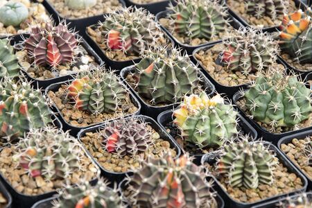 mixed Succulents or cactus background. Small Cactus in Pots to be Sold.の写真素材