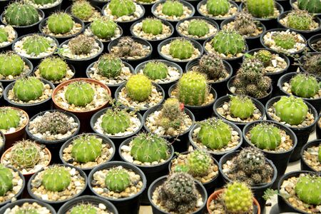 mixed Succulents or cactus background. Small Cactus in Pots to be Sold.の写真素材