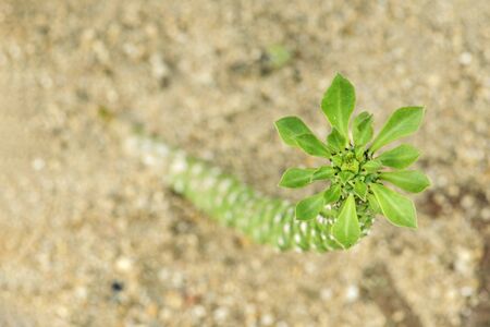 Top view Cactus on the sand.の写真素材