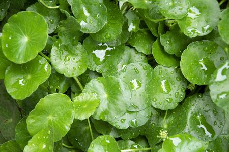 Close up water drop on Gotu kola or Centella asiatica leaves.の写真素材