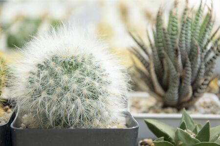 mixed Succulents or cactus background. Small Cactus in Pots to be Sold.の写真素材