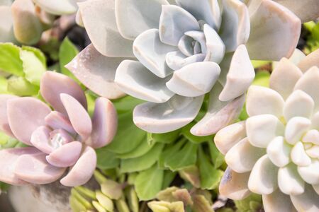 mixed Succulents or cactus background. Small Cactus in Pots to be Sold.の写真素材
