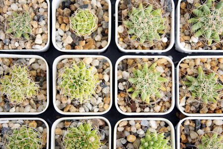 mixed Succulents or cactus background, Close up small cactus plant in pot overhead or top view.の写真素材