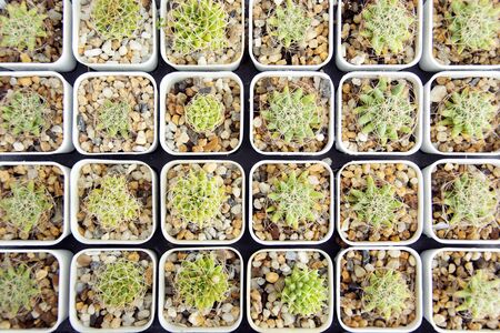 mixed Succulents or cactus background, Close up small cactus plant in pot overhead or top view.の写真素材