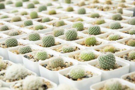 mixed Succulents or cactus background. Small Cactus in Pots to be Sold.の写真素材