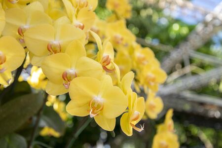 Beautiful yellow orchids flower in gardenの写真素材