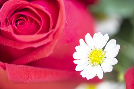 Red rose flower and Daisy background.の写真素材