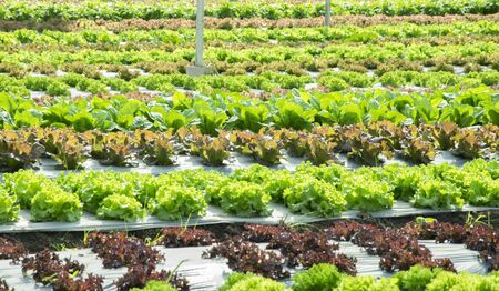 Fresh lettuce growing in Vegetable gardenの写真素材