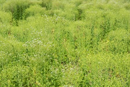 Grass field landscapeの写真素材