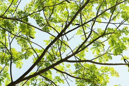 Green leaf for summer background. Sunlight And Fresh Green leaves glowing in green forest.の写真素材