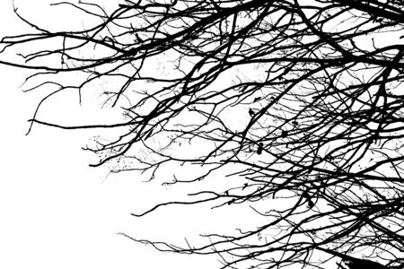 Black and White of Tree branches under the skyの写真素材