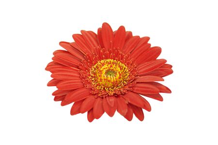 Red gerbera on white background.の写真素材