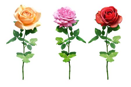 collection of rose Isolated on white backgroundの写真素材