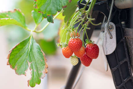 Closeup Strawberry in the farm. Fresh strawberries that are grown in greenhousesの写真素材