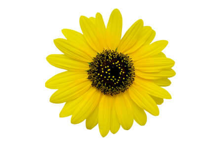 Yellow chrysanthemum isolated on white backgroundの写真素材
