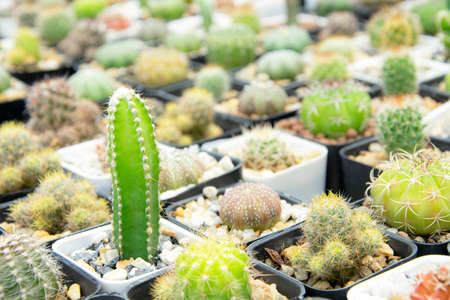 mixed Succulents or cactus background. Small Cactus in Pots to be Sold.の写真素材