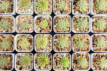 mixed Succulents or cactus background, Close up small cactus plant in pot overhead or top view.の写真素材