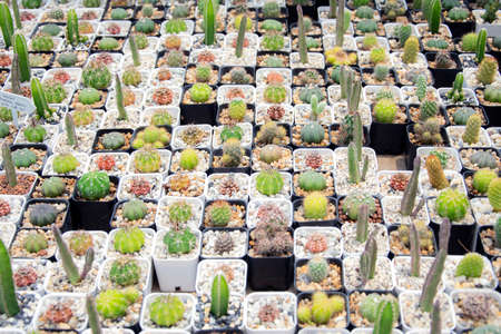 mixed Succulents or cactus background. Small Cactus in Pots to be Sold.の写真素材