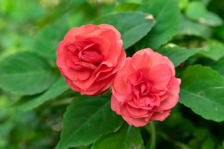 Red rose flower in garden.の写真素材