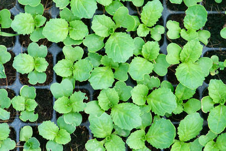Organic farming, seedlings growing in greenhouse.の写真素材