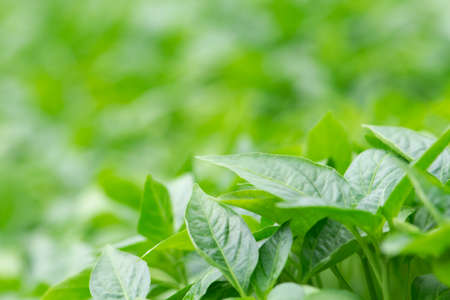 Organic farming, seedlings growing in greenhouse.の写真素材