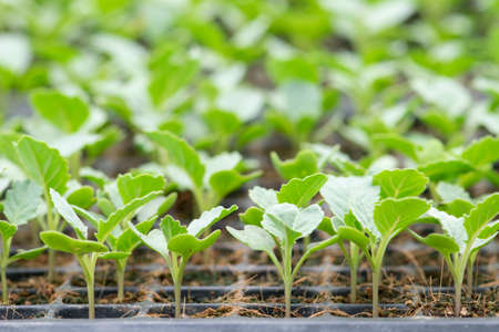 Organic farming, seedlings growing in greenhouse.の写真素材