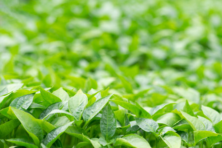 Organic farming, seedlings growing in greenhouse.の写真素材