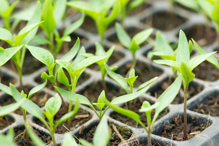 Organic farming, seedlings growing in greenhouse.の写真素材