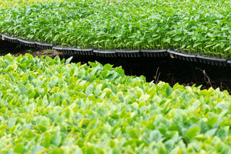 Organic farming, seedlings growing in greenhouse.の写真素材