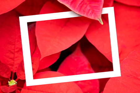 The poinsettia red flower with White frame.  The Flower of the Christmas, red Christmas background. Creative layout Top view. Nature conceptの写真素材